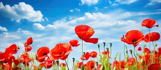 Obraz premium Scarlet poppy and its blossoms in a field Azure sky with clouds Bright sunlight Close up
