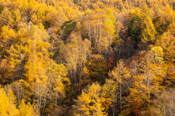 Fototapeta premium autumn forest in the mountains