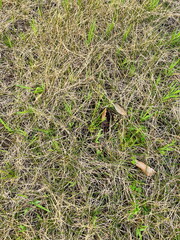 秋にかけての地面の草