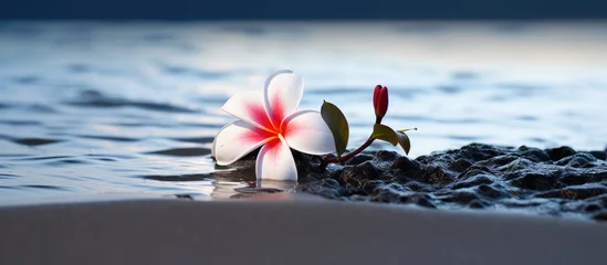 Fototapeten A single plumeria flower on black sand will soon be taken by the tide © AkuAku