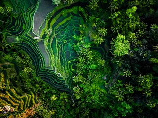 Fototapeten Aerial view of beautiful Tegallalang Rice Terrace surrounded by tropical forest in Gianyar, Bali, Indonesia. Balinese Rural scene, paddy terrace garden in a village with morning sunlight and mist. © Rizky