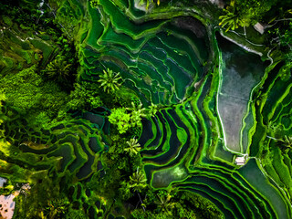 Aerial view of beautiful Tegallalang Rice Terrace surrounded by tropical forest in Gianyar, Bali,...