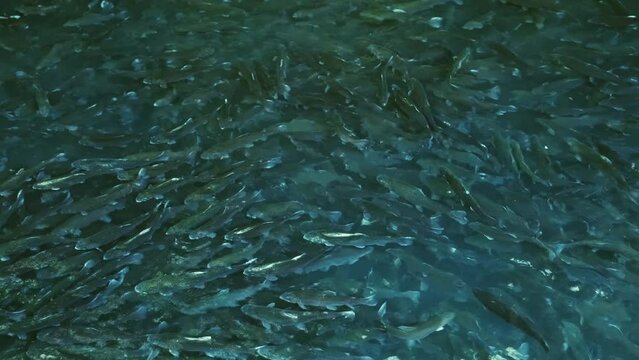Lot of trout fish in farm pond. Breeding of trout for food industry, 4k