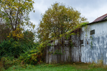 abandoned barn overgrown with vines on a wet fall afternoon