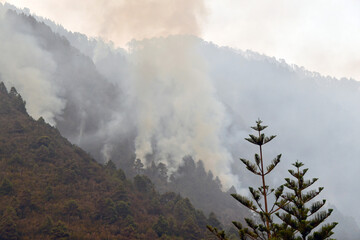 INCENDIO FORESTAL EN LA ISLA DE TENERIFE