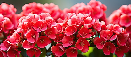 Poisonous Kalanchoe with small red flowers in large bouquet close up in natural sunlight - obrazy, fototapety, plakaty