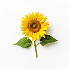 Fototapeta premium Sunflower and leaves isolated on a white background, Yellow summer flower, Generative AI.