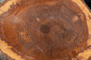 Rare Tree Rings Texture of Old Sapodilla Tree Trunk Slice