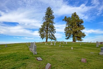 Two tall trees under a blue sky in a cemetery.