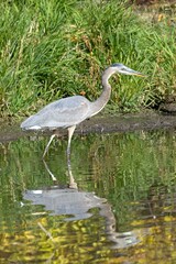 Great blue heron stands in a pond.