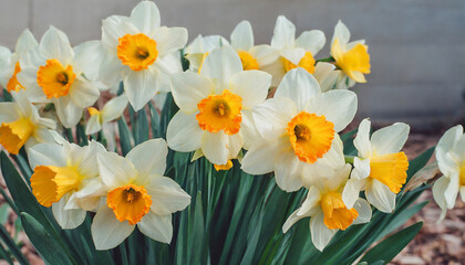 narcissus fortune large cupped daffodil flowers