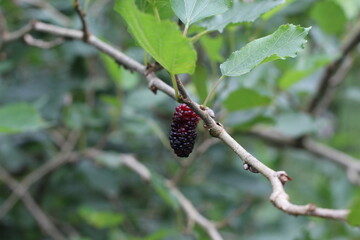 planta fruta amora - Morus sp.