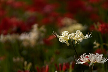 紅白が揃ったヒガンバナ