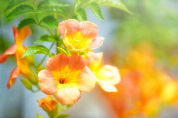 夏の終わりのノウセンカズラの花