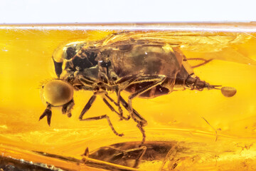 Ein fossiles Insekt in Baltischem Bernstein. Die Fliege ist vollst&auml;ndig im Bernstein eingeschlossen.