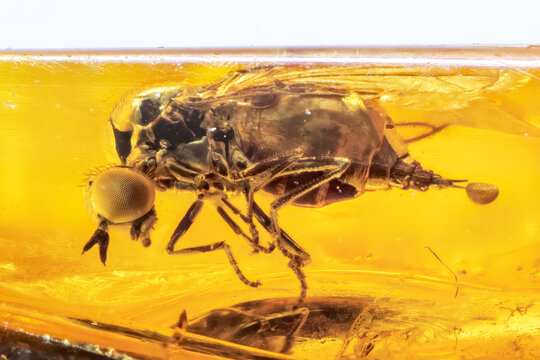 Ein fossiles Insekt in Baltischem Bernstein. Die Fliege ist vollst&auml;ndig im Bernstein eingeschlossen.