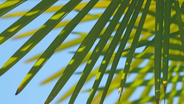 Tropical Palm Leaves Background. Leaf Palm Tree In The Forest. Saturated Green Palm Leaf. Close up.