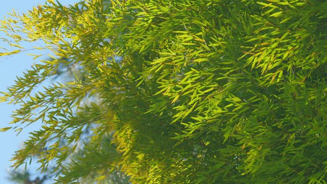 Exotic Lush Green Bamboo Trees. Green Bamboo Leaf Against Sunlight With Blue Sky Background. Still.