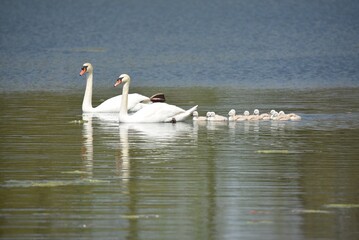 swans on the lake