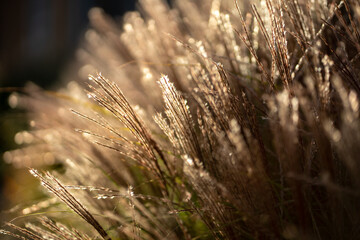 Dry pampas grass at sunset light outdoors. Plant Cortaderia selloana soft focus. Natural abstract...