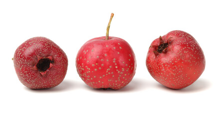 Hawthorn berry on white background.