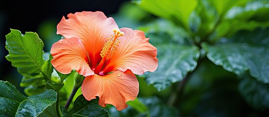 A vibrant hibiscus bloom in Hawaii capturing the contrast between the orange petals and lush green backdrop - obrazy, fototapety, plakaty