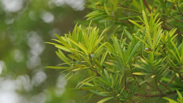 Young Leaves Of Pine Or Podocarpus Macrophyllus. Buddhist Pine Or Fern Pine. Only Red Fruit Part Is Edible. Bokeh.