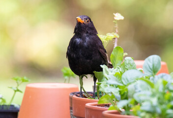 Blackbird in the garden, standing on terracotta pots