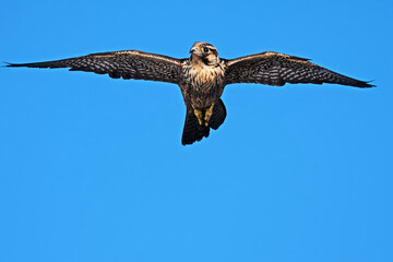 A migratory juvenile Peregrine Falcon, Falco peregrinus, soars above the cruise ship Seabourn...