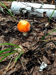 a red fly agaric in the forest with a round hat, has just appeared