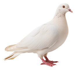 White pigeon isolated.