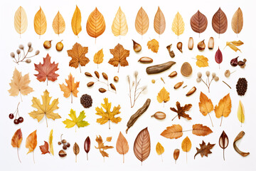 秋の落ち葉と木の実イラスト（白背景）｜dfallen leaves and nuts in autumn. Generative AI