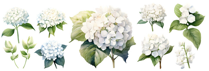 White hydrangea watercolor illustration clipart. Generative AI. - obrazy, fototapety, plakaty