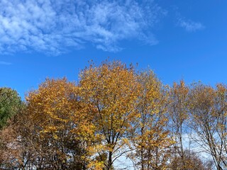 Fototapeta na wymiar Autumn Treetops and Sky with Clouds