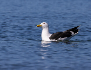 Fototapeta na wymiar seagull on the water looking thoughtful
