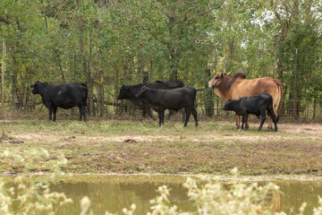 Bull in a herd of cows on a texas ranch in front of a pond 