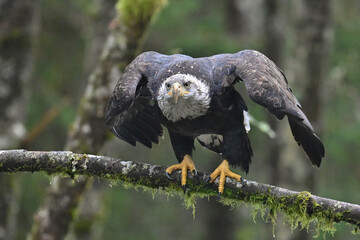 A juvenile bald eagle prepares to launch from a tree branch in Sitka National Historical Park,...