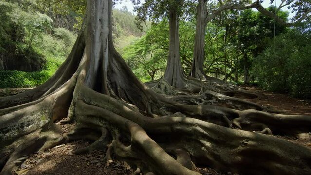 Large Tropical Trees With Massive Roots - Wide, Tracking Shot