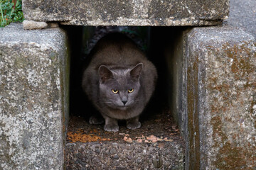 側溝の出口から顔をだす黒猫