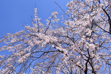 cherry blossom