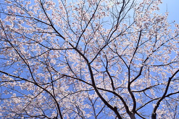 cherry blossom