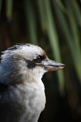 side of close up Kookaburra