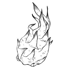 dragon fruit handdrawn 