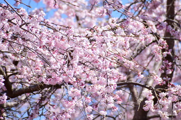 cherry blossom