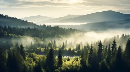 Tuinposter Mistig bos Landscape of misty pine forest valley under morning sunlight