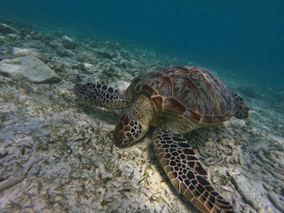 Obraz na płótnie Canvas Great green sea turtle grazing on the seabed
