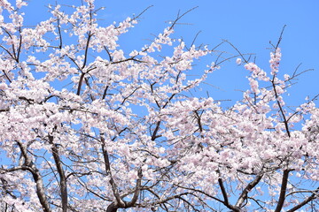 Cherry blossom