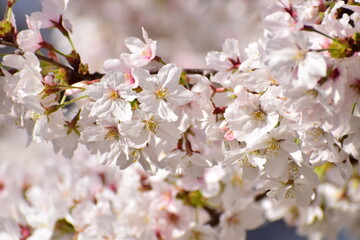 Cherry blossom