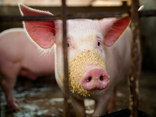 Cerdo encerrado en criadero. Cerdo de engorda. Cerdo rosa de criadero.