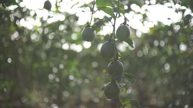Close-up shot of passion fruit on a tree, using mf mayer lens, produces beautiful backup effect with bokeh